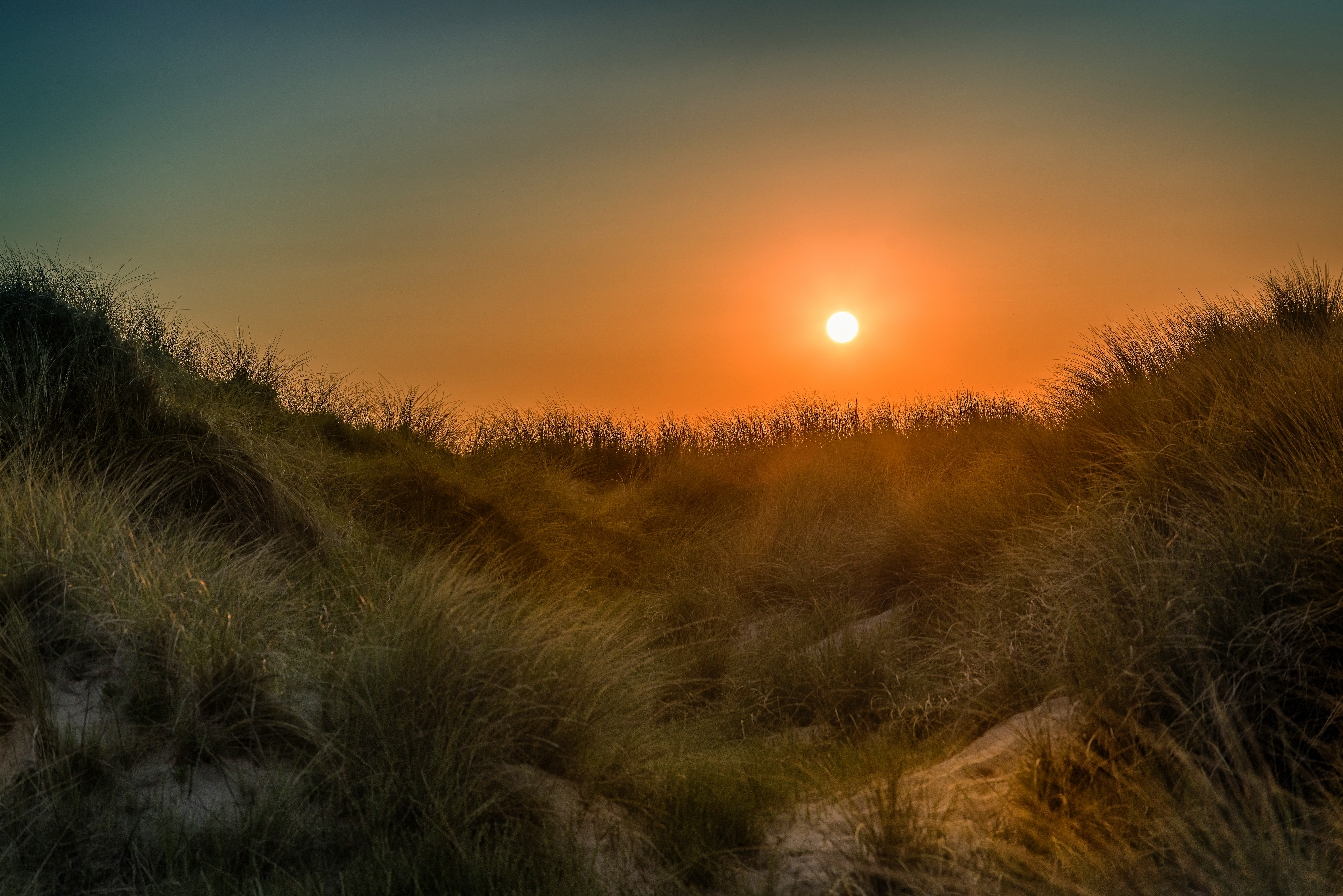 green grass field during golden hour